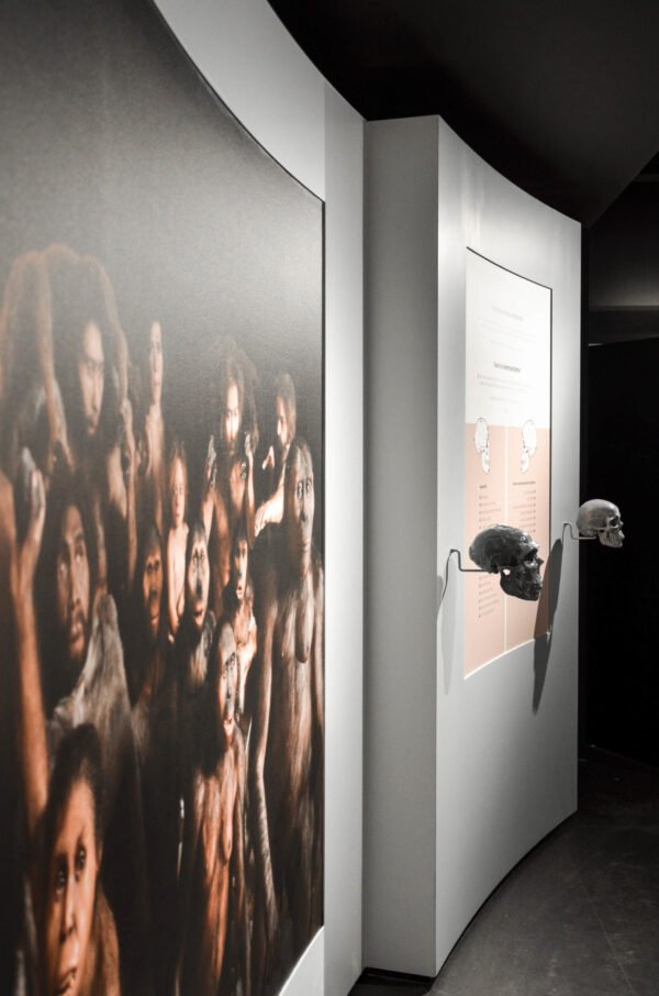 Mur courbe d’exposition avec une toile murale montrant une image puissante d’évolution humaine, accompagnée de crânes exposés et d’un panneau pédagogique.